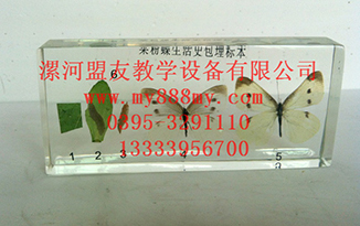 供應菜粉蝶包埋標本
