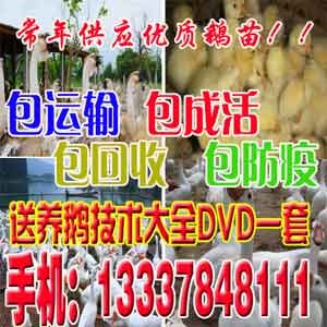 供應鵝苗多少錢一只松原市鵝苗價格