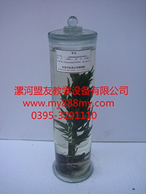 供應植物浸制標本