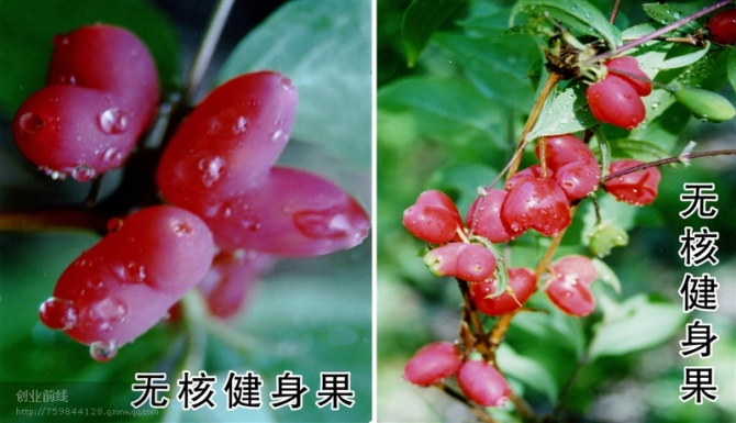 供愛情果相思果苗木15萬株