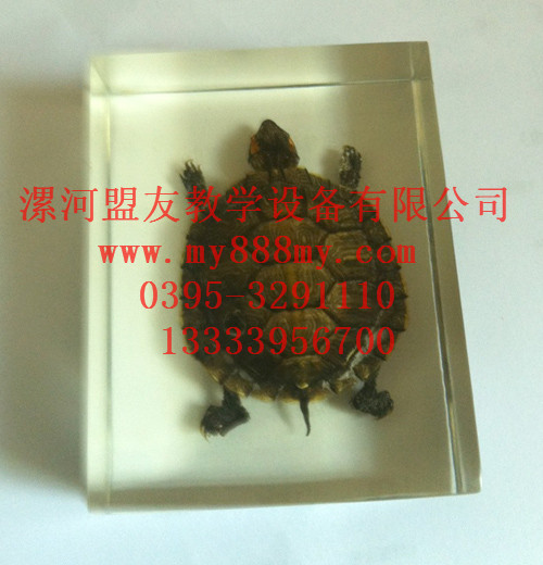 供應包埋標本