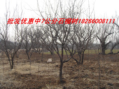 供應7公分石榴樹山東石榴樹