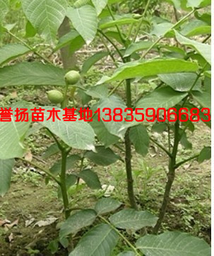 供應山西核桃苗 遼河香菱8158