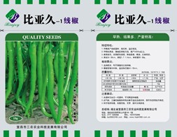 湘研線椒種子
