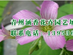 濰坊市地區(qū)，較優(yōu)的時(shí)令草花怎么買(mǎi)？