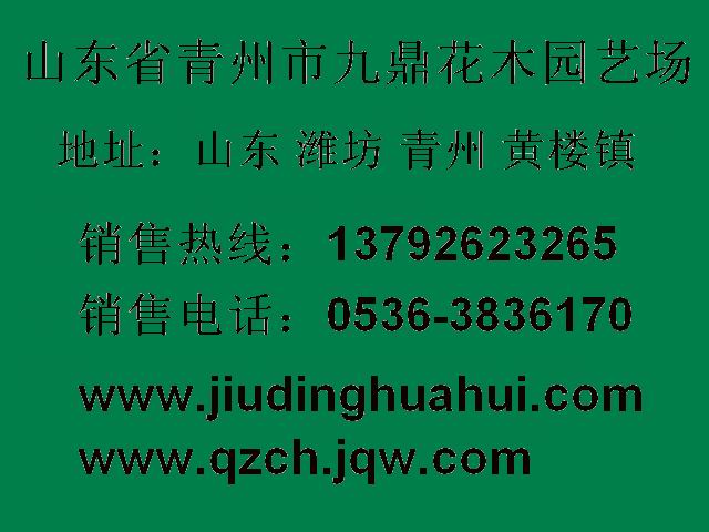 供应哪里有卖五一国庆租摆用的草花？批发价格多少