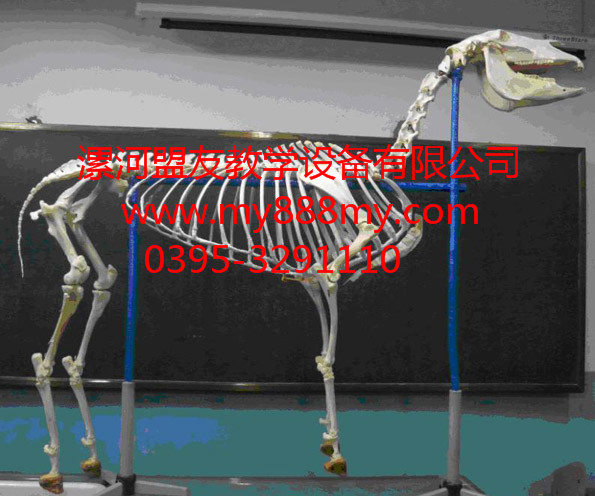 供應動物骨骼標本-圖為馬整體骨骼標本