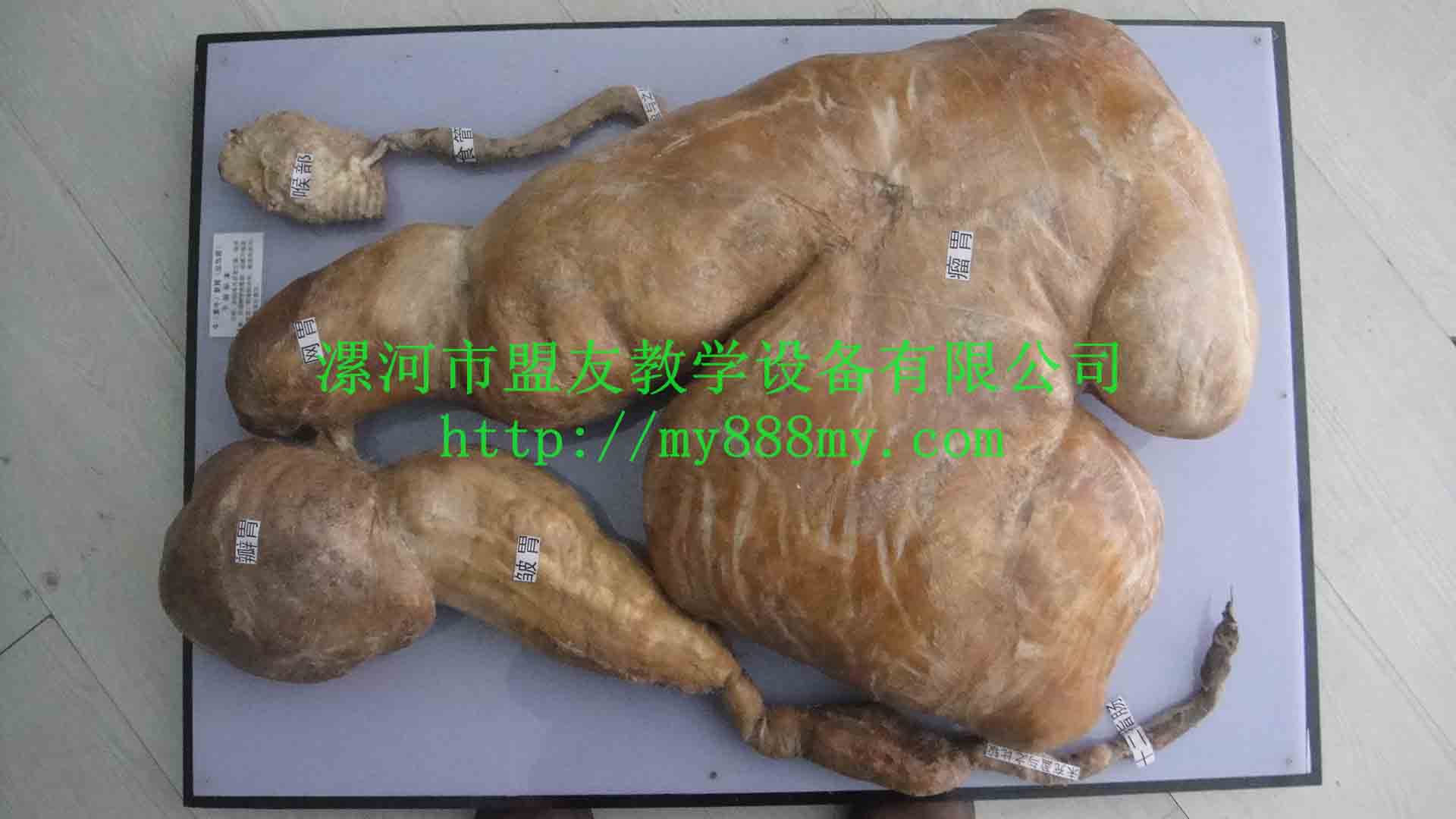 盟友供應牛胃干制標本