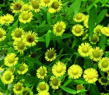 供應黃菖莆苗