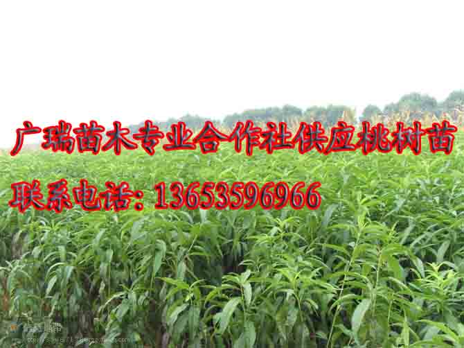 供應z占地蘋果樹，占地山桃樹，占地核桃樹，占地山楂樹