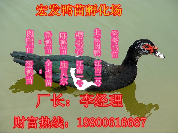 鴨苗價格丨肉鴨苗價格丨麻鴨苗價格丨麻鴨苗廠家