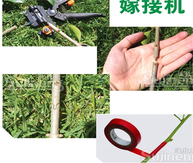 供應果樹嫁接器育苗嫁接機多用途育苗嫁