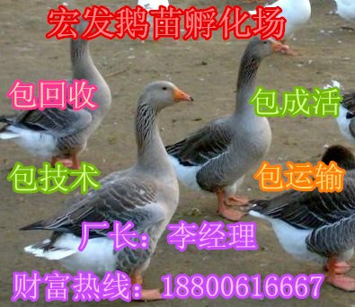較近鵝苗價格丨現在鵝苗多少錢一只丨朗德鵝價格丨四季鵝價格