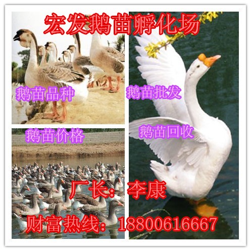 鵝苗價格丨灰鵝苗丨獅頭鵝苗丨朗德鵝苗丨鵝苗批發丨回收