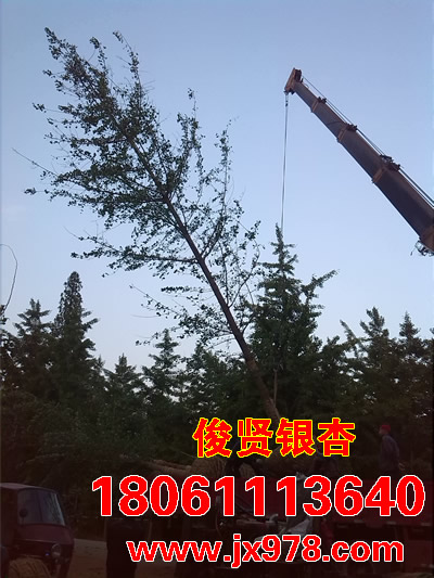 供應山東銀杏小苗，山東銀杏小苗價格，