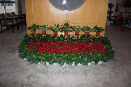 綠動(dòng)供應(yīng)**【合肥花卉租擺公司，合肥花卉租擺公司哪家好】