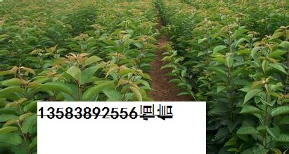 供應櫻桃小苗2公分櫻桃苗3公分櫻