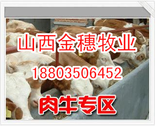 內(nèi)蒙呼和浩特肉牛價格