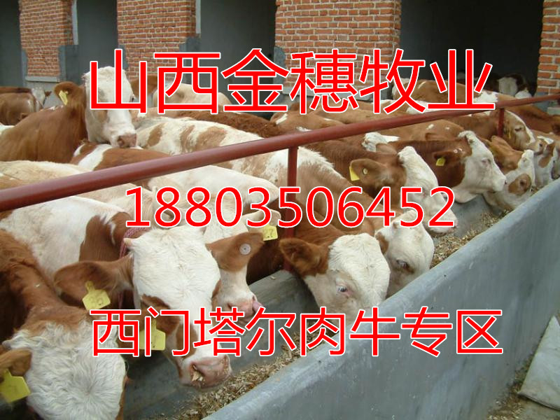 寧夏肉牛價格 西門塔爾肉牛價格
