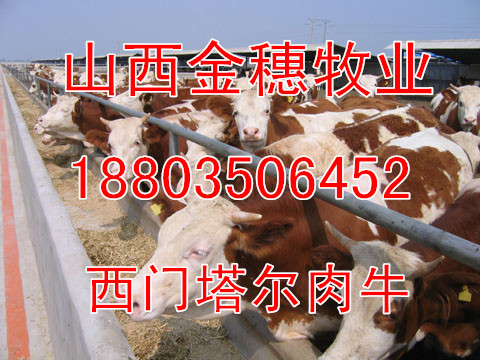 新疆夏洛萊肉牛價格 新疆肉牛養殖場