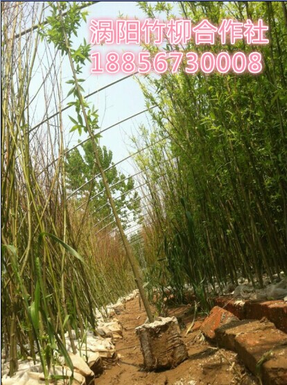 竹柳新疆苗，夏季種植*風險。18856730008，渦陽竹柳供應