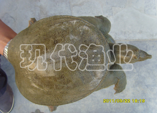 供應安徽甲魚，生命力強，運輸方便