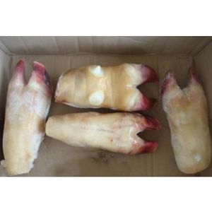 供應冷凍牛蹄