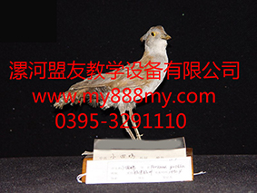 供應(yīng)剝制標(biāo)本-圖為小田雞剝制標(biāo)本