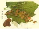 供應大黃酚Chrysophanol