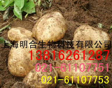 上海 明合**供應  馬鈴薯淀粉  量大從優