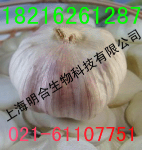 供應批發(fā) 食品級 大蒜粉  大從優(yōu)