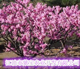 供應成都紅葉桃苗|成都紅葉桃苗價格e