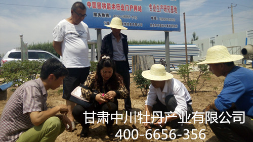 甘肅油用牡丹種植技術(shù)