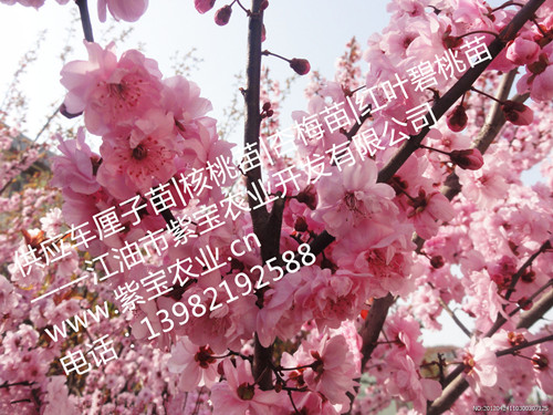 供應批發成都杏梅苗|成都杏梅苗批發基