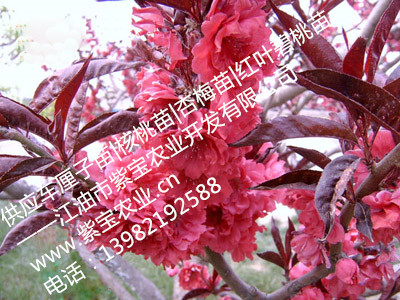 供應批發成都紅葉碧桃苗|成都紅葉碧桃
