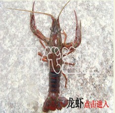 供應龍蝦哪里的好,就找宣城現代漁業龍