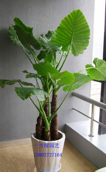 供應武漢一方綠花草出租租擺租賃