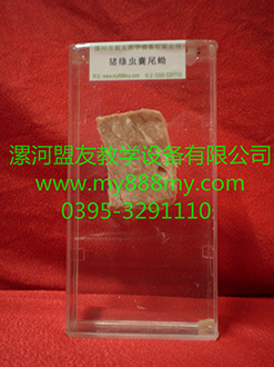 供應生物浸制標本-圖為豬絳蟲囊尾蚴浸制標本