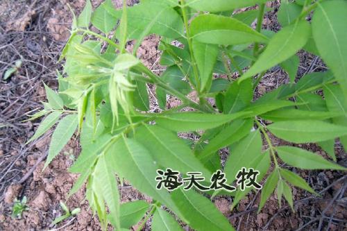 供應供應美國山核桃苗 嫁接核桃苗 批發(fā)