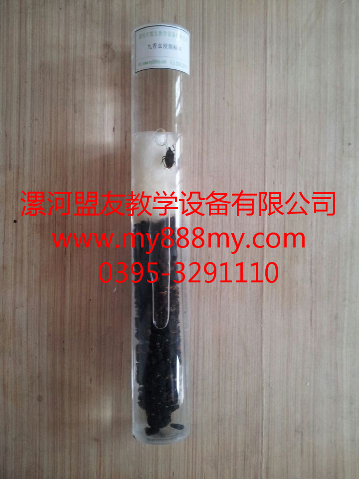 供應生物浸制標本-圖為九香蟲浸制標本