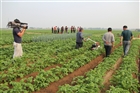 供應(yīng)蔬菜精量播種機(jī) 精密蔬菜播種機(jī) 電動(dòng)蔬菜播種機(jī)