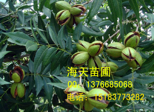 供應美國山核桃苗  優良核桃苗 碧根果苗