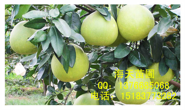 供應(yīng)紅心柚子苗 **柚子苗
