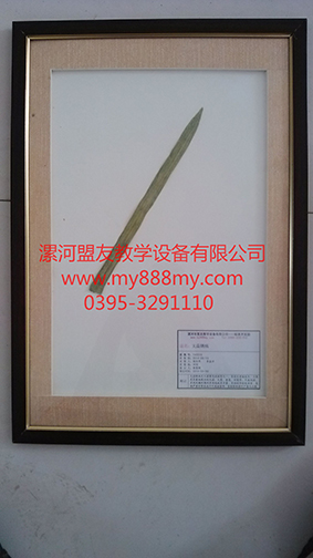 供應植物臘葉標本-圖為大蒜銹病臘葉標本
