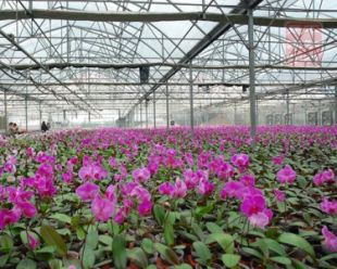 供應花卉溫室大棚價格,花卉溫室大棚建