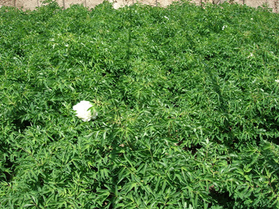 青海種植油用牡丹可享受的政策有哪些?
