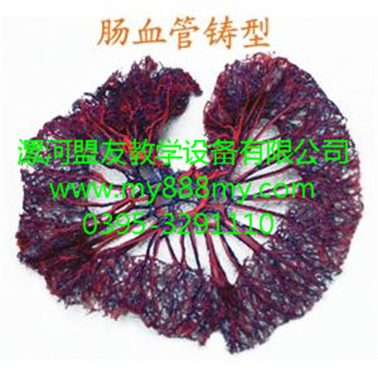 供應鑄型標本-圖為腸血管鑄型標本