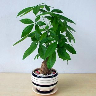 供應室內植物租擺,武漢室內植物租擺