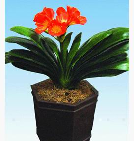 供應(yīng)武漢植物租賃,武漢植物租賃價(jià)格