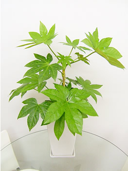 武漢花卉租擺公司